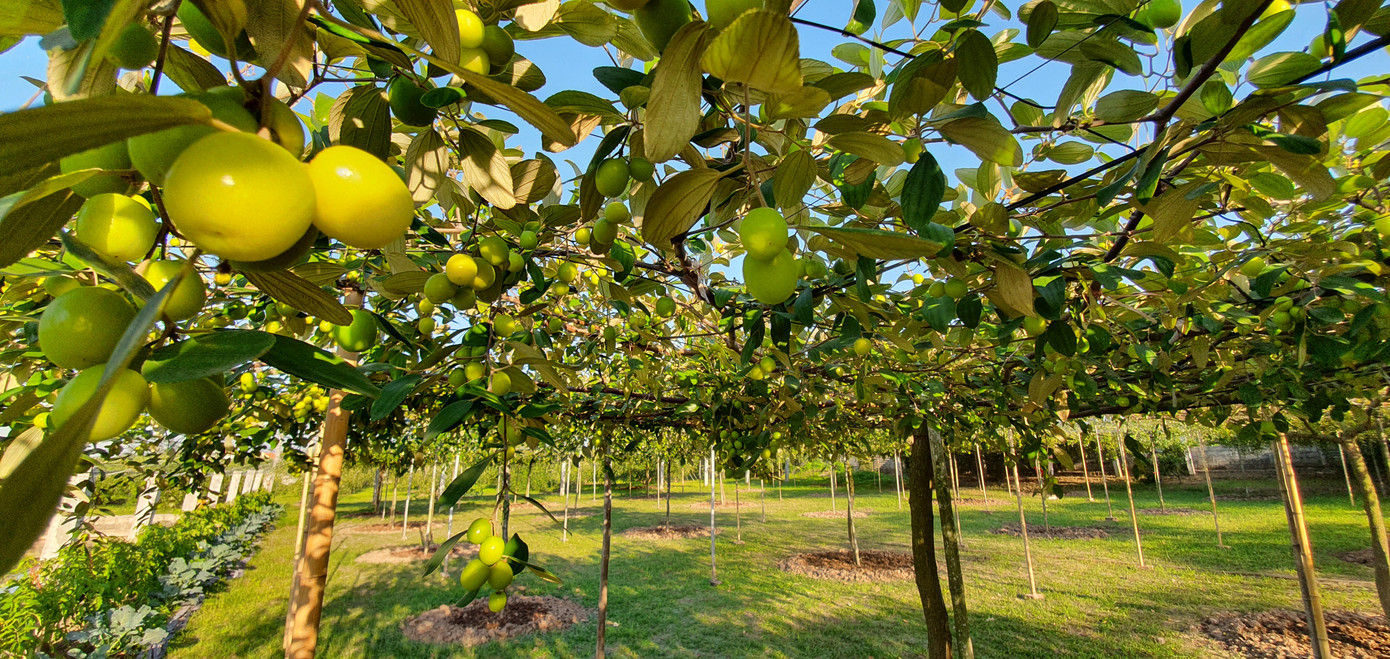 Kỳ lạ: Loại táo giống nho như đúc ở Hải Phòng ảnh 4