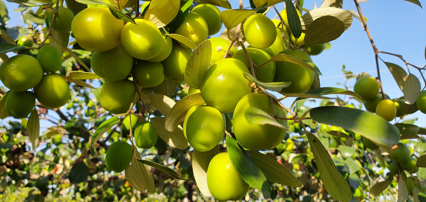 Kỳ lạ: Loại táo giống nho như đúc ở Hải Phòng ảnh 6