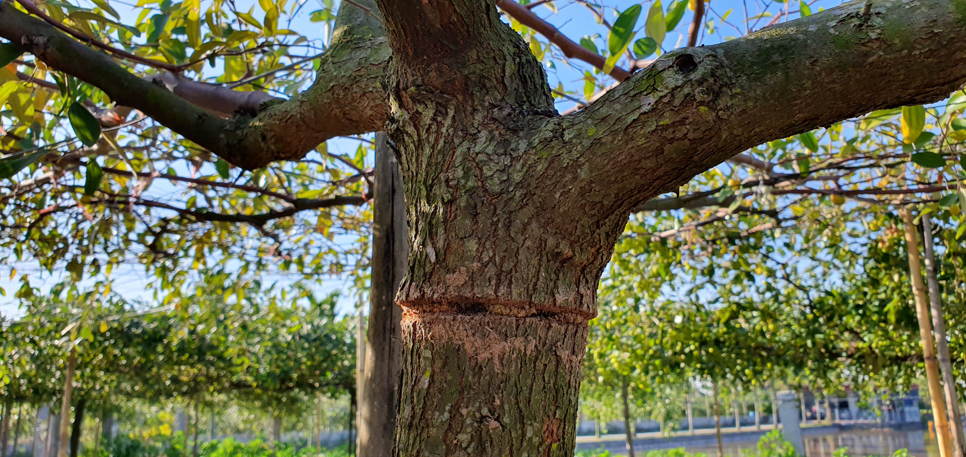 Kỳ lạ: Loại táo giống nho như đúc ở Hải Phòng ảnh 8