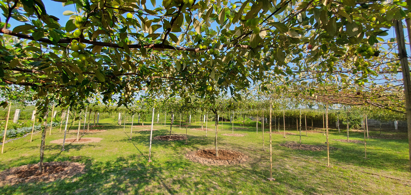 Kỳ lạ: Loại táo giống nho như đúc ở Hải Phòng ảnh 5