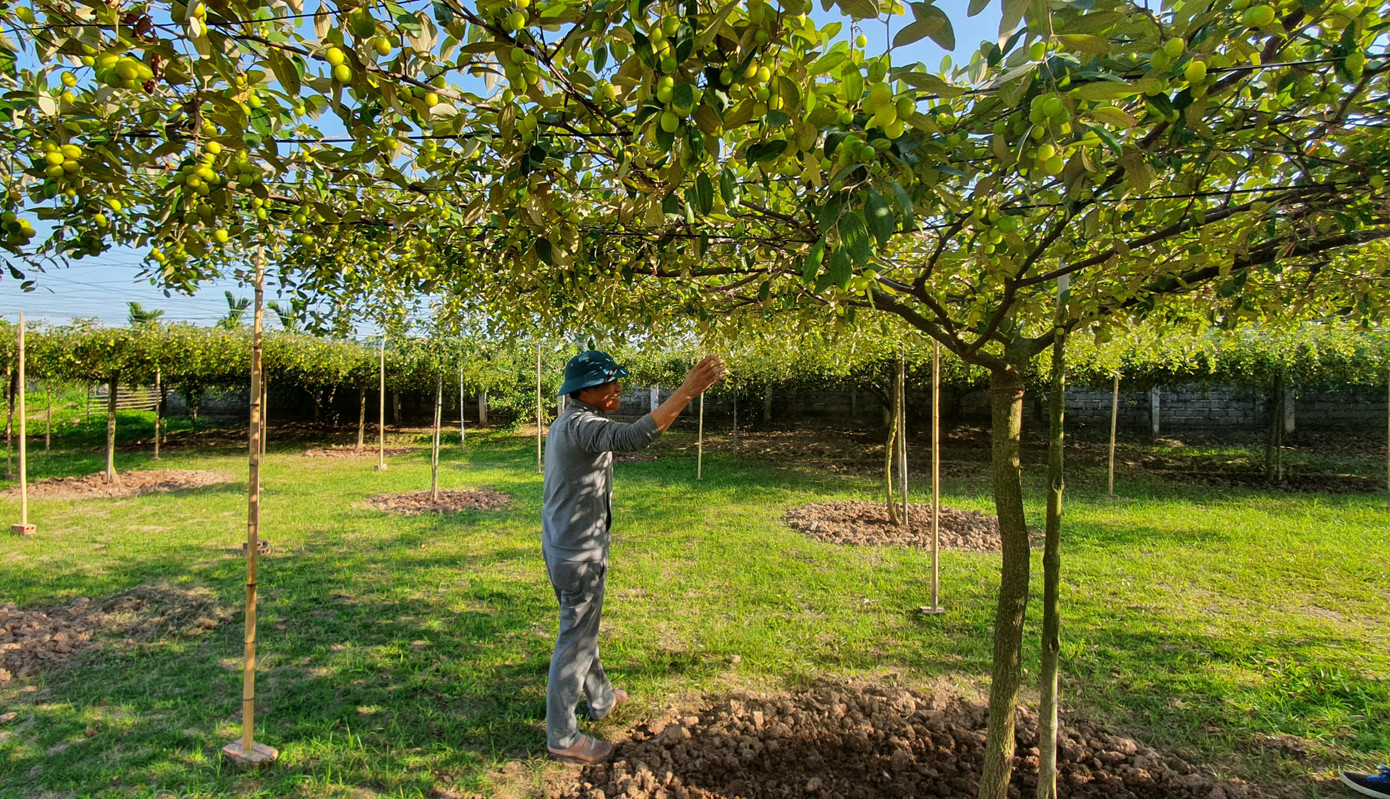 Kỳ lạ: Loại táo giống nho như đúc ở Hải Phòng ảnh 3