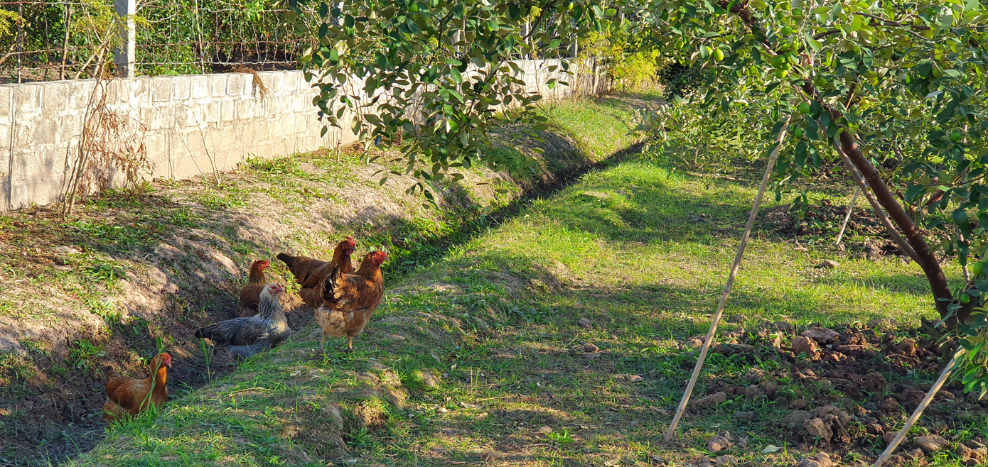 Kỳ lạ: Loại táo giống nho như đúc ở Hải Phòng ảnh 9