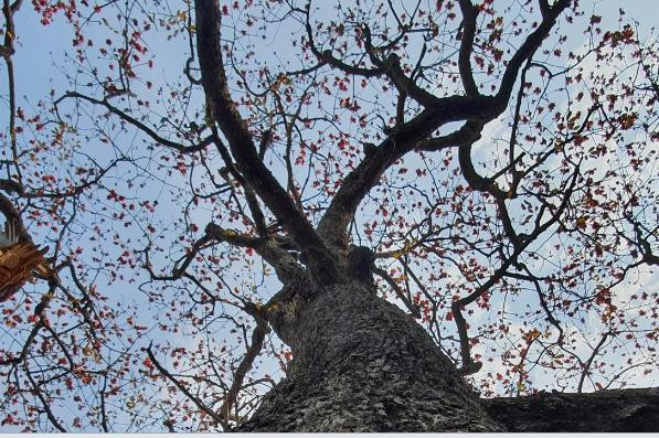 Quảng Ninh tạm dừng các hoạt động du lịch từ ngày 12/3, ảnh 6