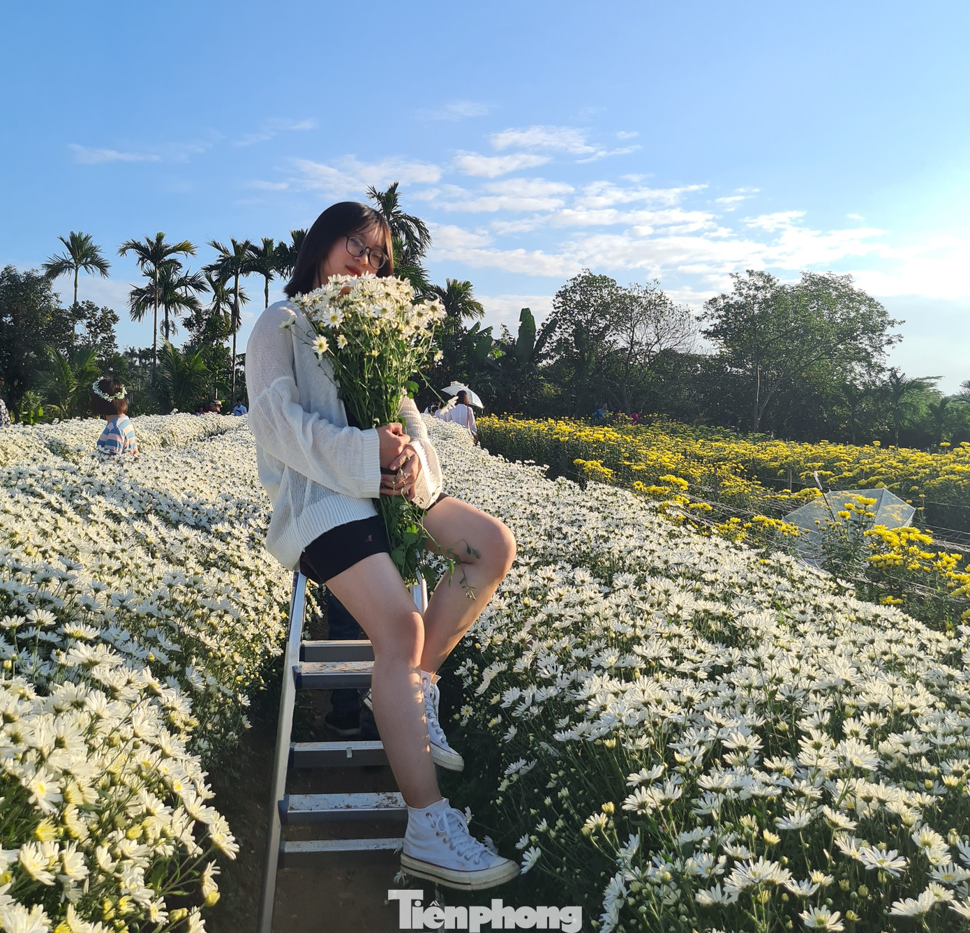 Giới trẻ ở Hải Phòng đổ xô check-in vườn cúc họa mi ảnh 8