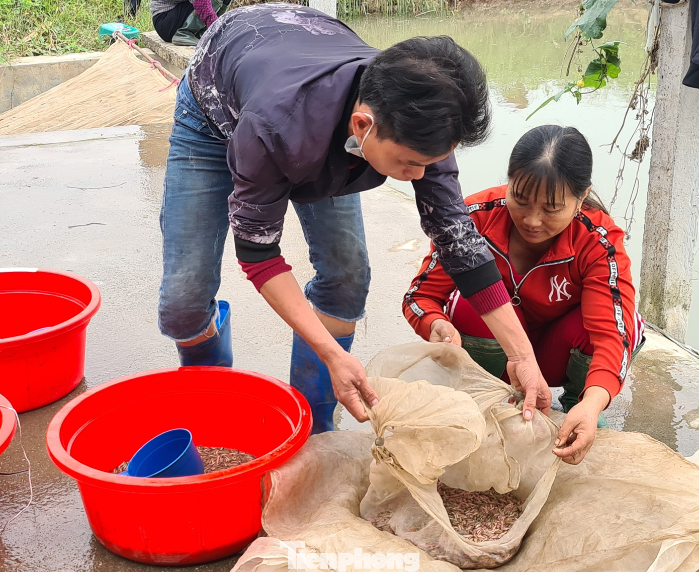 Nông dân Hải Phòng thấp thỏm lo rươi mất mùa ảnh 3