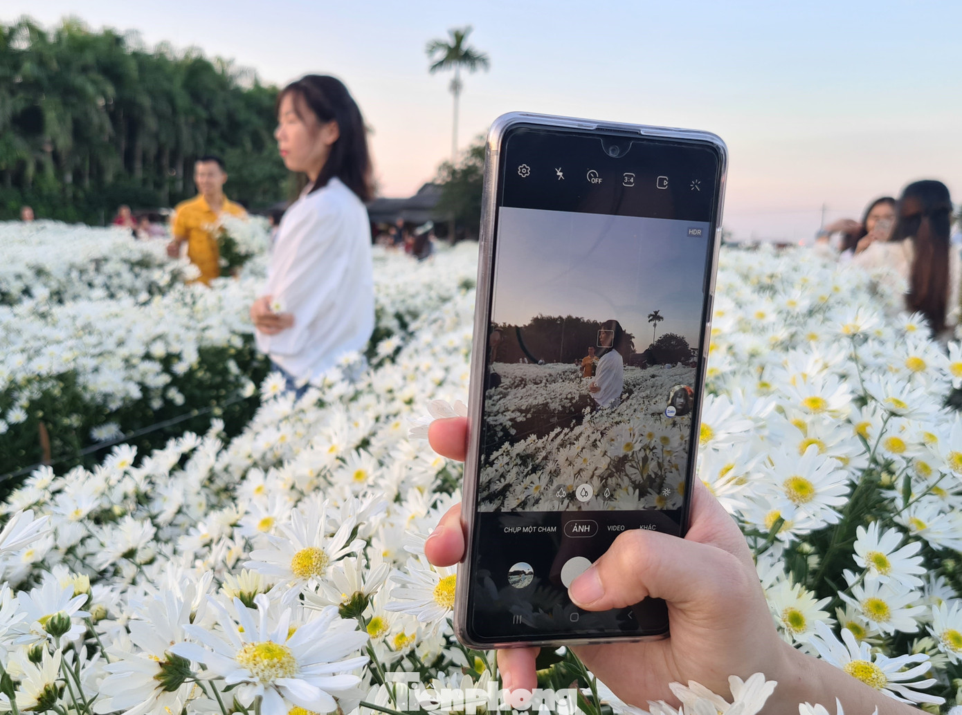 Giới trẻ ở Hải Phòng đổ xô check-in vườn cúc họa mi ảnh 10