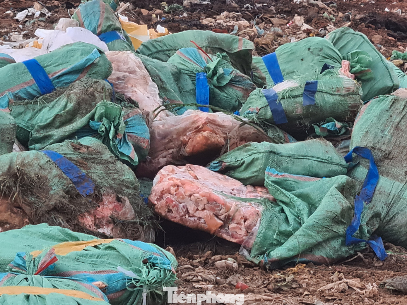 Tiêu hủy 24 tấn nội tạng, tai lưỡi lợn nhiễm dịch tả châu Phi ảnh 3