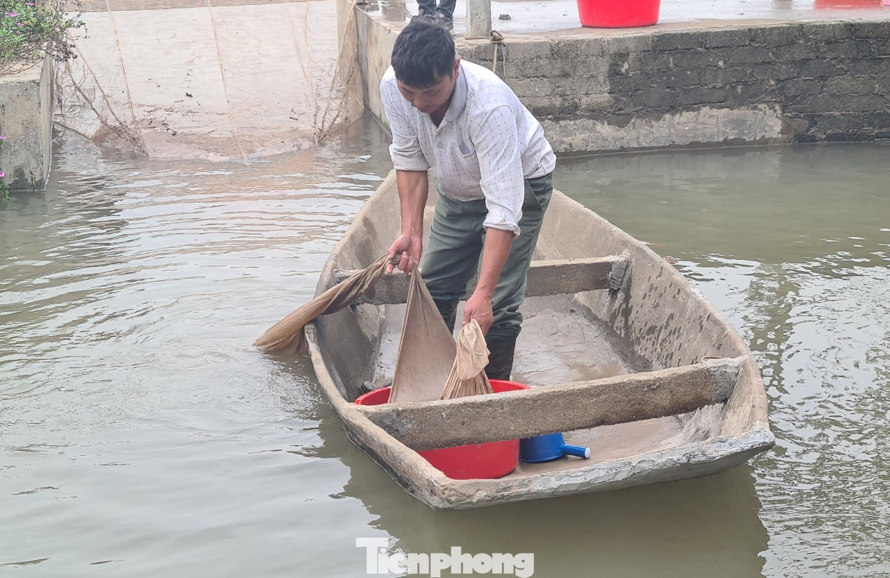 Nông dân Hải Phòng thấp thỏm lo rươi mất mùa ảnh 10