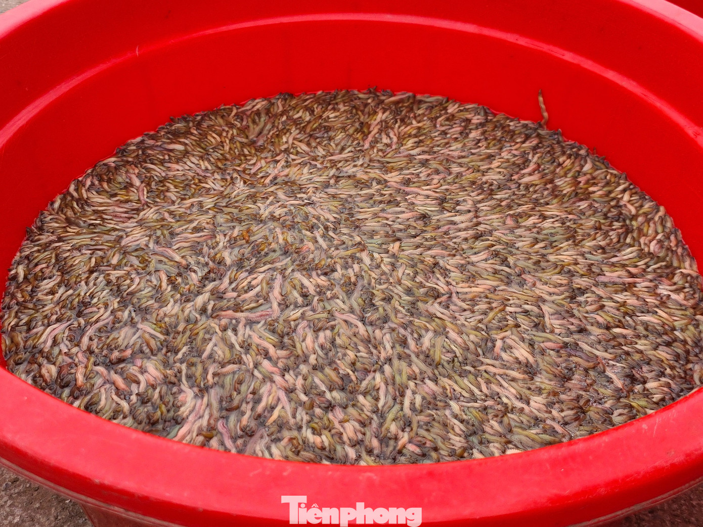 Nông dân Hải Phòng thấp thỏm lo rươi mất mùa ảnh 4