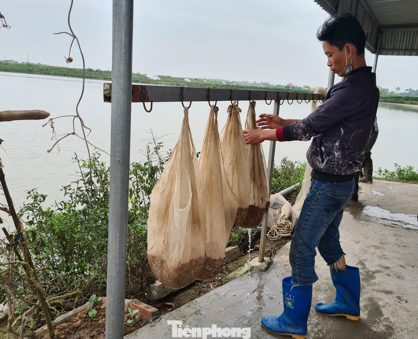 Nông dân Hải Phòng thấp thỏm lo rươi mất mùa ảnh 6