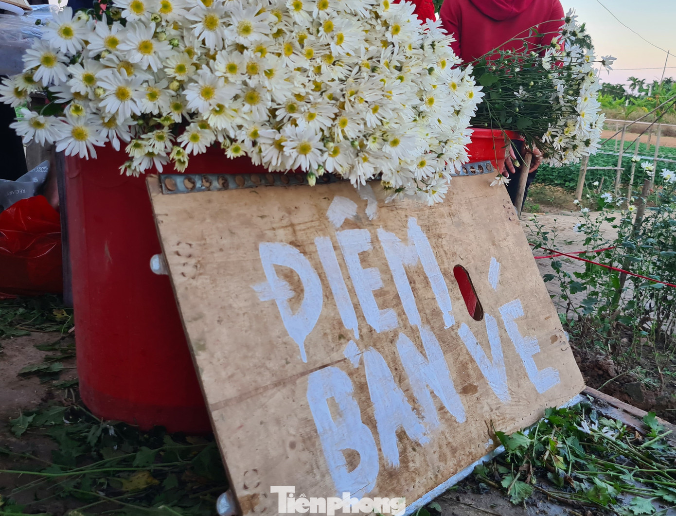 Giới trẻ ở Hải Phòng đổ xô check-in vườn cúc họa mi ảnh 6