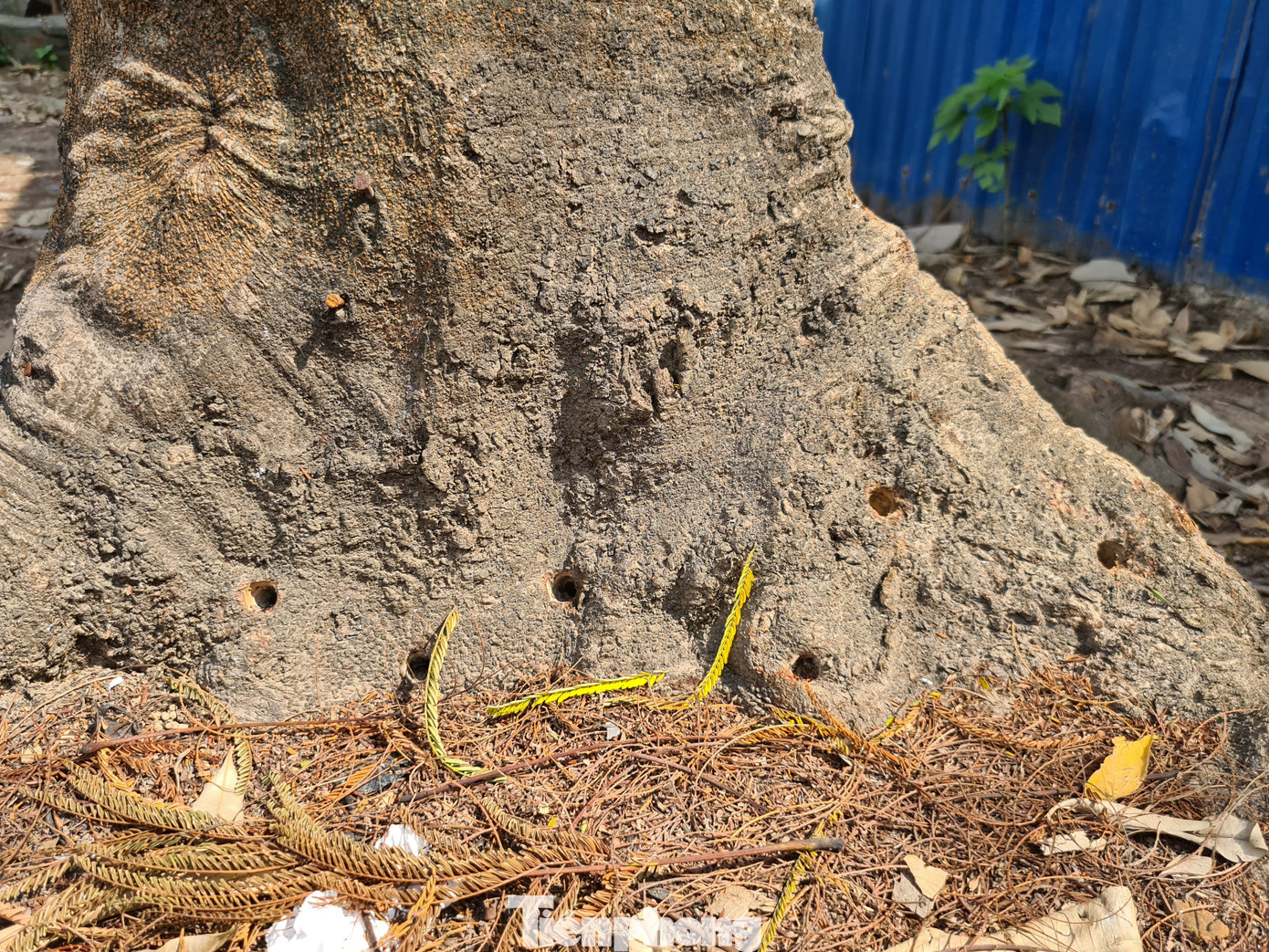 Công an vào cuộc vụ hàng loạt cây xanh bị 'bức tử' ở Hải Phòng ảnh 3