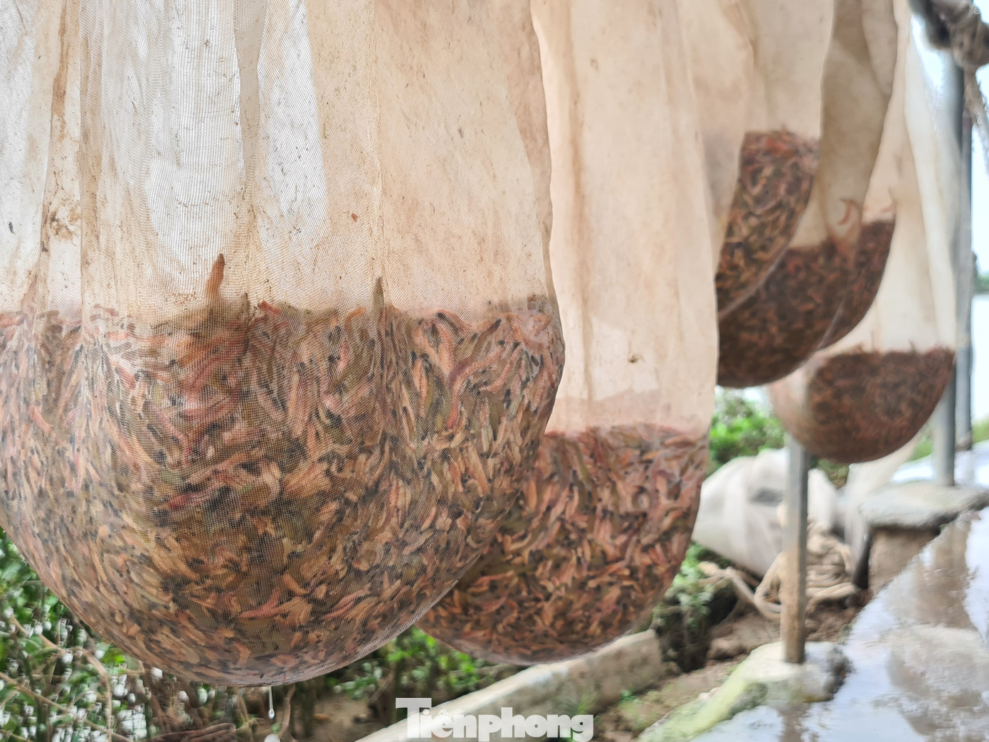 Nông dân Hải Phòng thấp thỏm lo rươi mất mùa ảnh 7