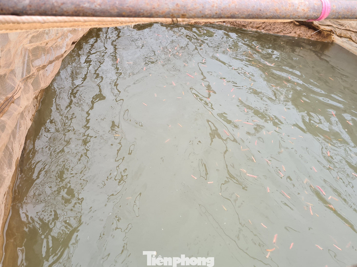 Nông dân Hải Phòng thấp thỏm lo rươi mất mùa ảnh 5