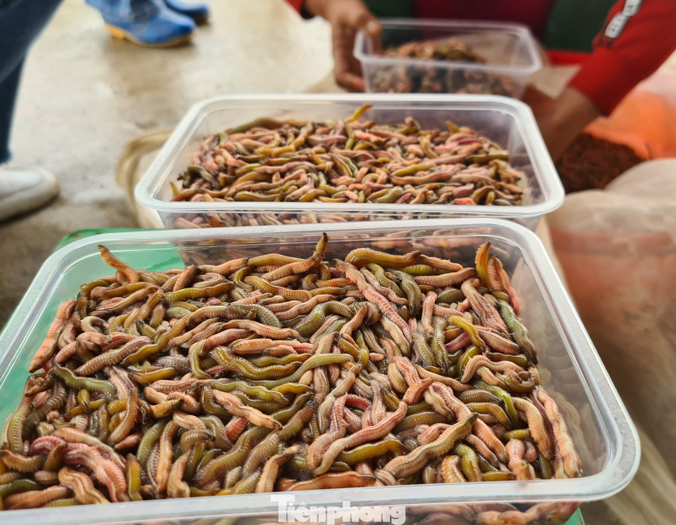 Nông dân Hải Phòng thấp thỏm lo rươi mất mùa ảnh 9