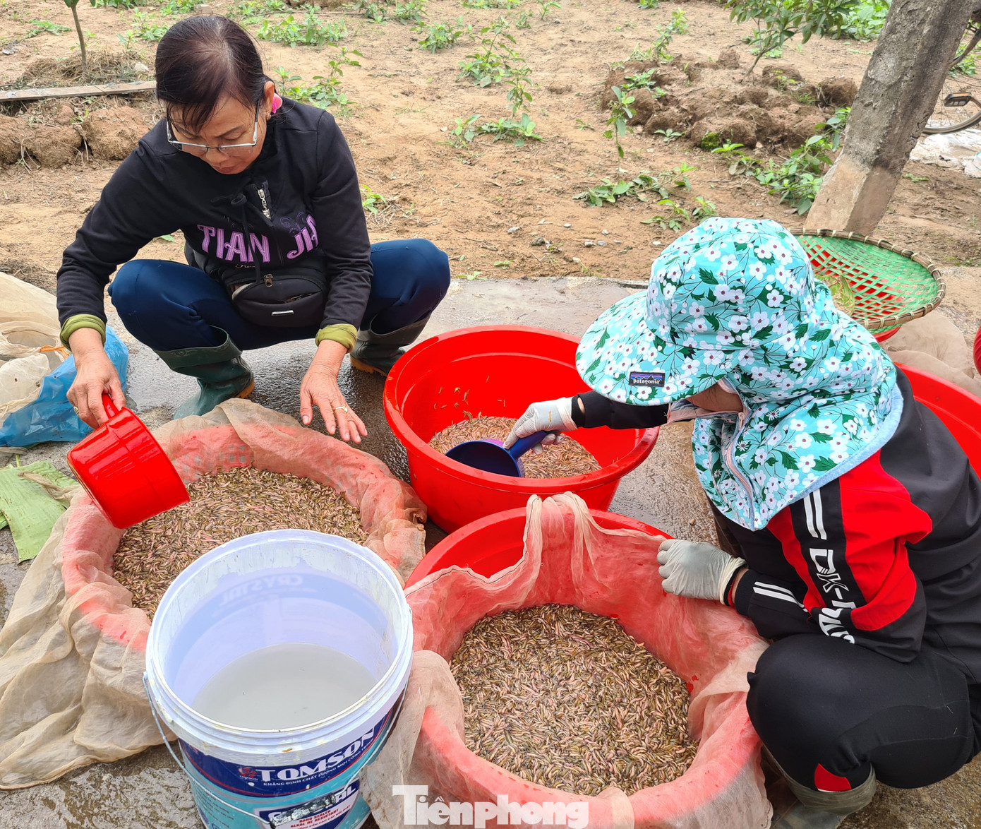 Nông dân Hải Phòng thấp thỏm lo rươi mất mùa ảnh 2
