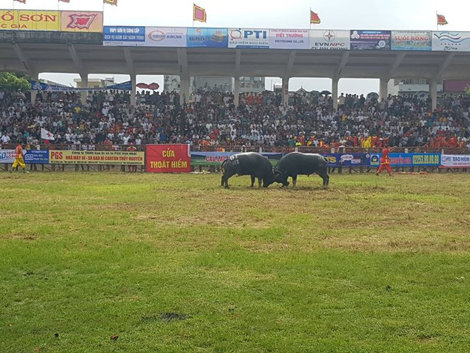 Tạm dừng lễ hội chọi trâu Đồ Sơn 2020 vì COVID-19 ảnh 2