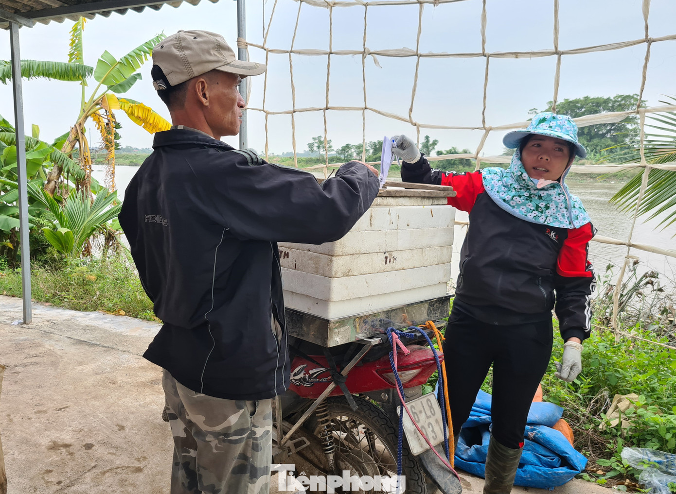 Nông dân Hải Phòng thấp thỏm lo rươi mất mùa ảnh 8