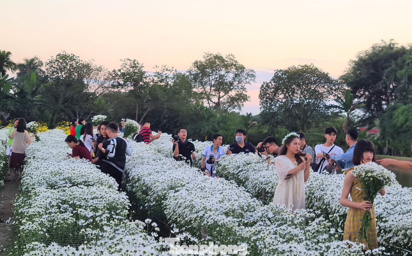 Giới trẻ ở Hải Phòng đổ xô check-in vườn cúc họa mi ảnh 5