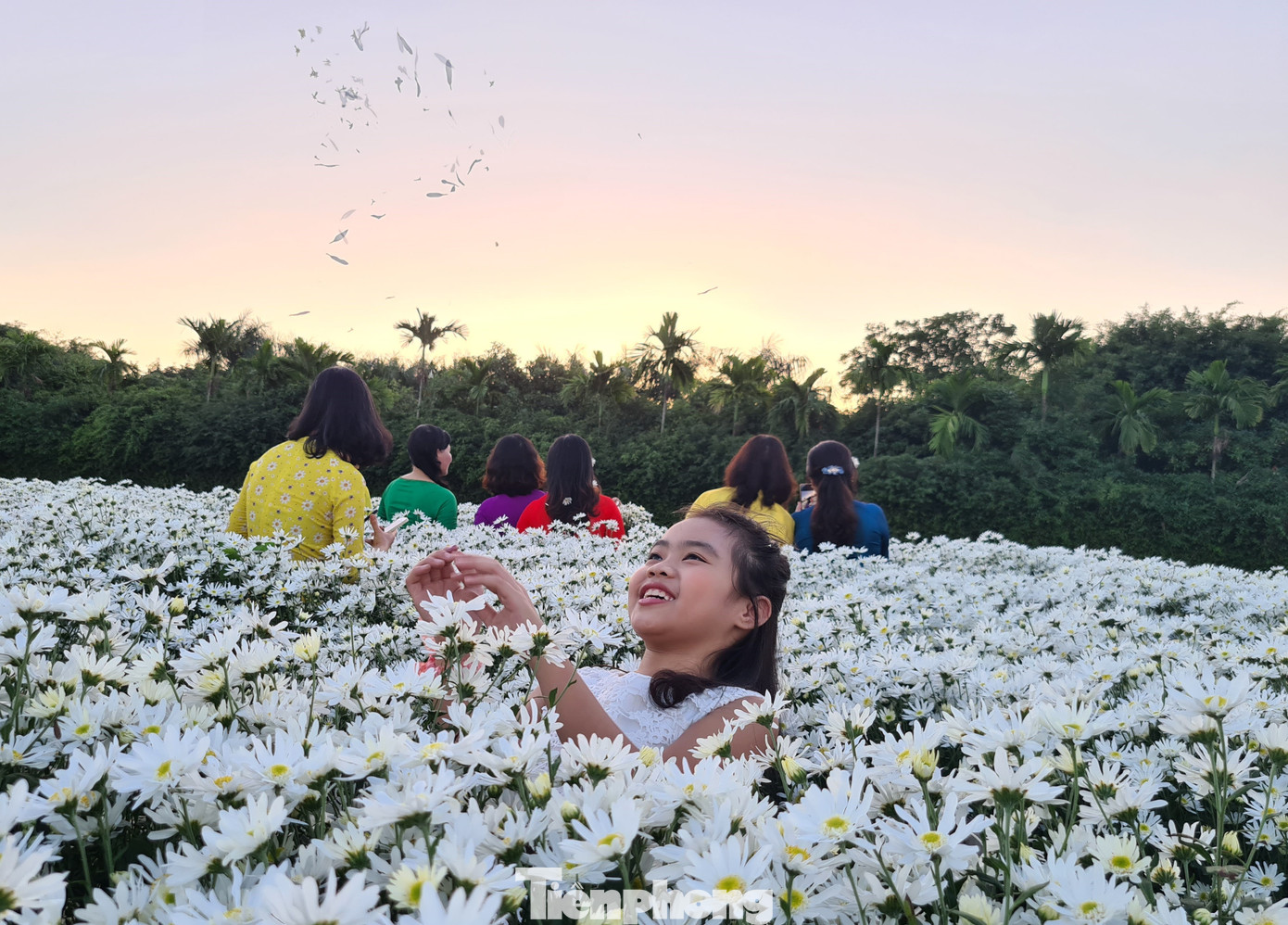 Giới trẻ ở Hải Phòng đổ xô check-in vườn cúc họa mi ảnh 9