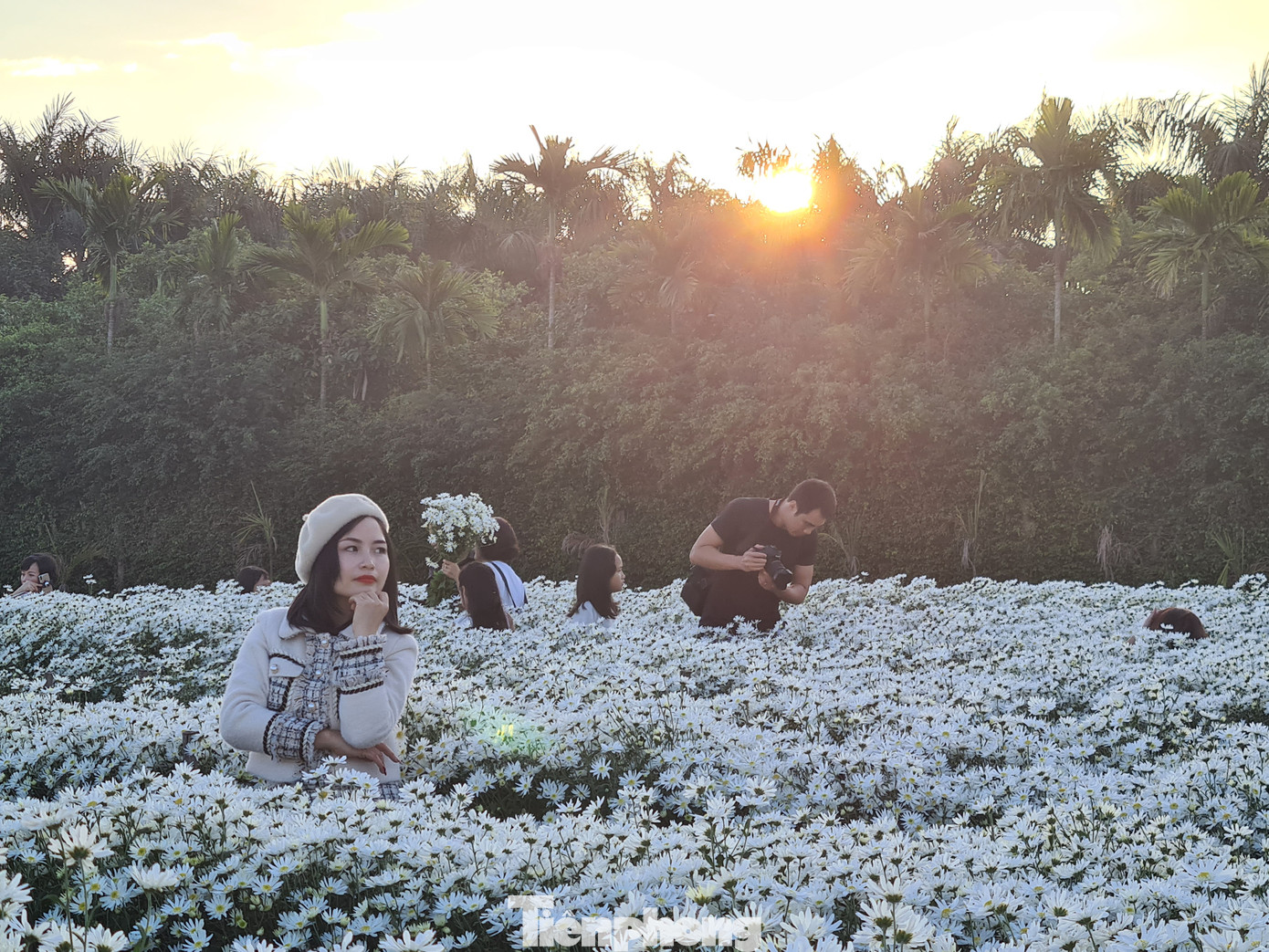 Giới trẻ ở Hải Phòng đổ xô check-in vườn cúc họa mi ảnh 7