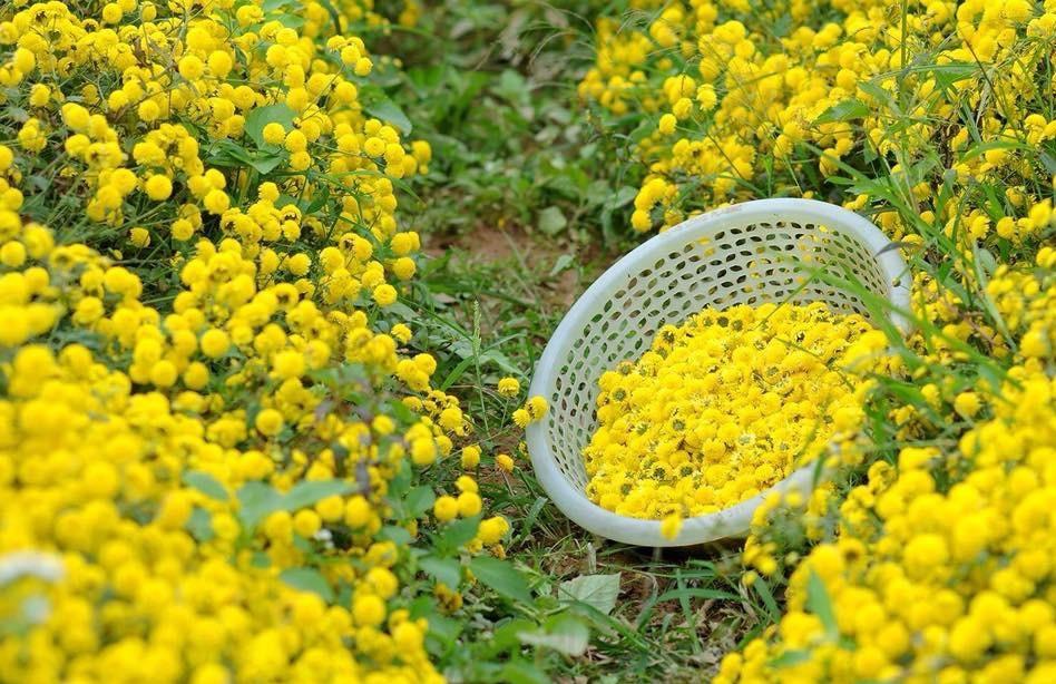 Ám ảnh bóng ma đa cấp thời 4.0: Tôi đi làm nhân viên môi giới Forex ảnh 3