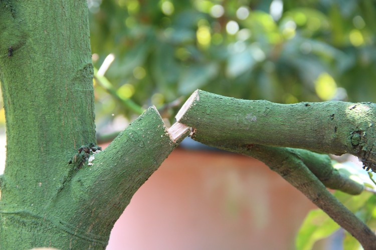 Hơn 220 gốc mai chưa kịp bán tết đã bị kẻ gian chặt phá ảnh 2