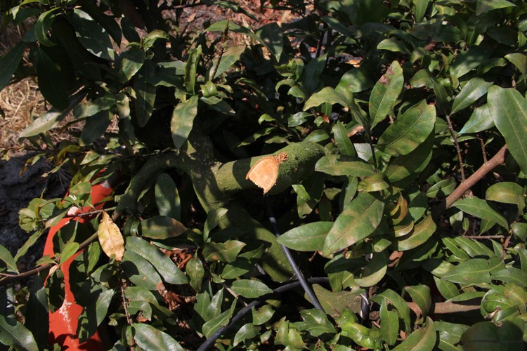 Hơn 220 gốc mai chưa kịp bán tết đã bị kẻ gian chặt phá ảnh 1