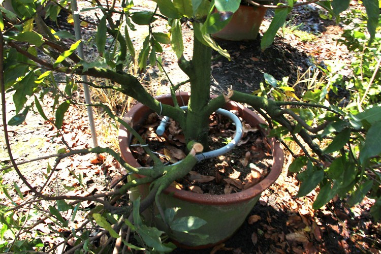 Hơn 220 gốc mai chưa kịp bán tết đã bị kẻ gian chặt phá ảnh 3