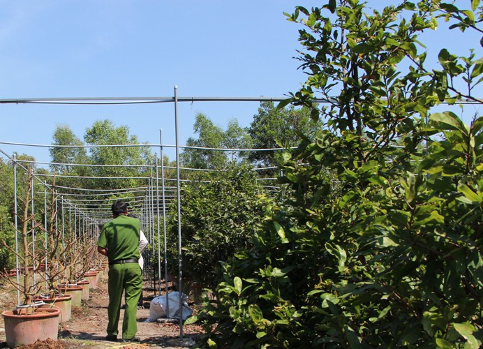 Hơn 220 gốc mai chưa kịp bán tết đã bị kẻ gian chặt phá ảnh 4