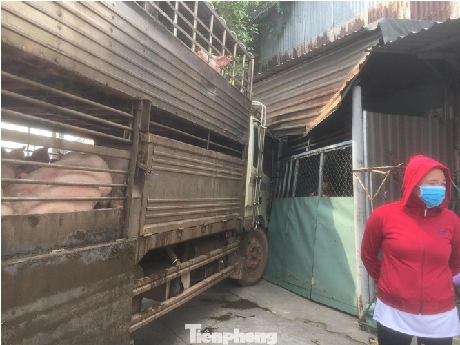 Xe chở 50 con heo tông vào nhà dân khiến quốc lộ 13 kẹt cứng 2km ảnh 2