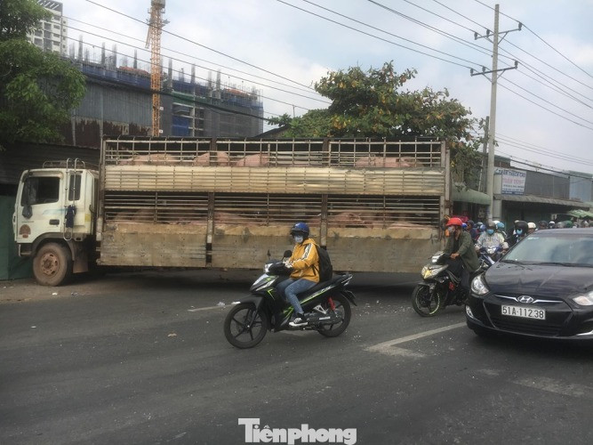 Xe chở 50 con heo tông vào nhà dân khiến quốc lộ 13 kẹt cứng 2km ảnh 4