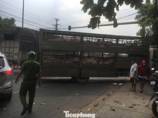 Xe chở 50 con heo tông vào nhà dân khiến quốc lộ 13 kẹt cứng 2km ảnh 3