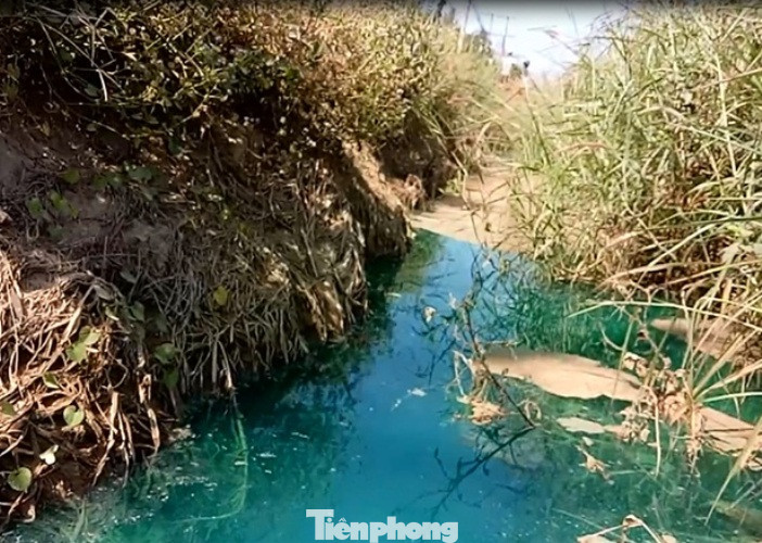 Mương nước xuất hiện màu xanh lạ, bốc mùi thuốc sâu ở Bình Dương ảnh 5