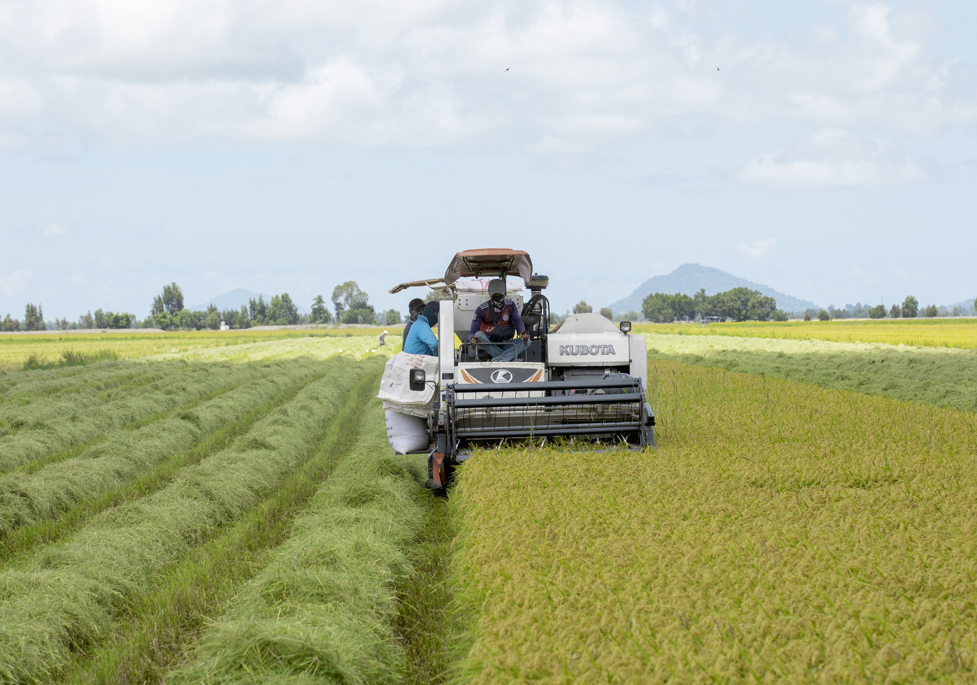 Nâng niu 'hạt ngọc' từ cánh đồng đến bàn ăn ảnh 3