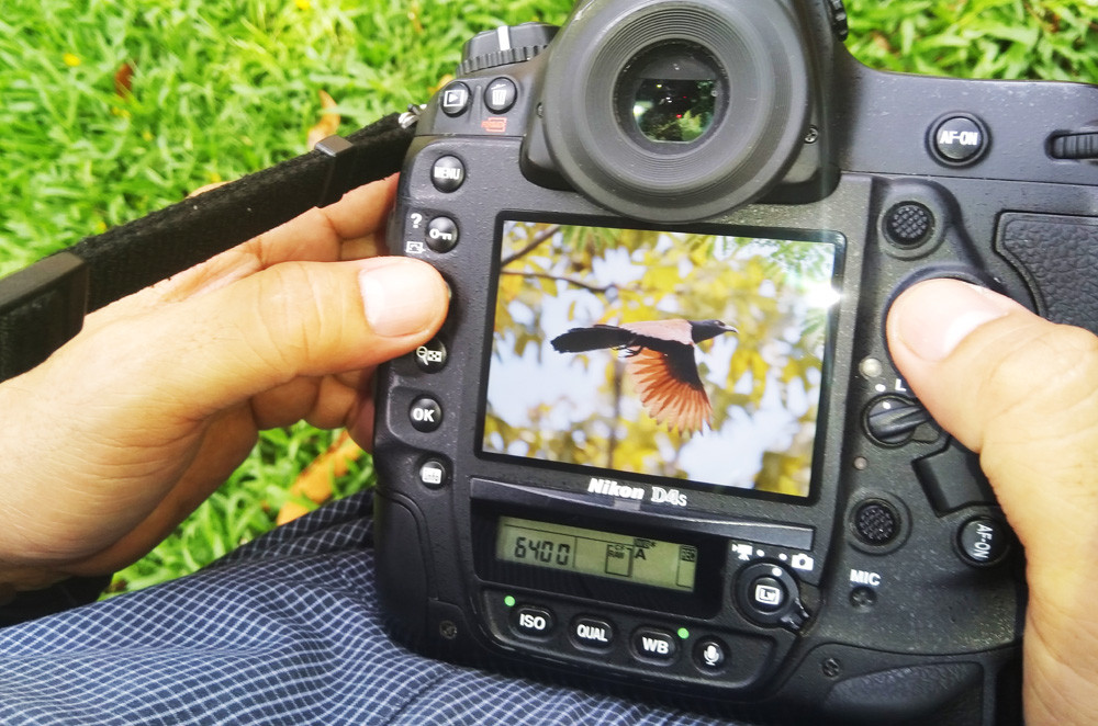 Săn ảnh chim trời vào thành phố trong thời gian 'cách ly xã hội' ảnh 7