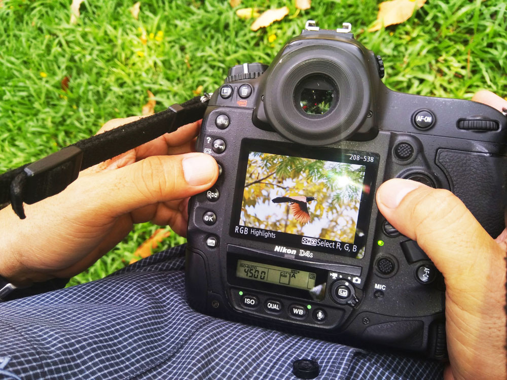 Săn ảnh chim trời vào thành phố trong thời gian 'cách ly xã hội' ảnh 8