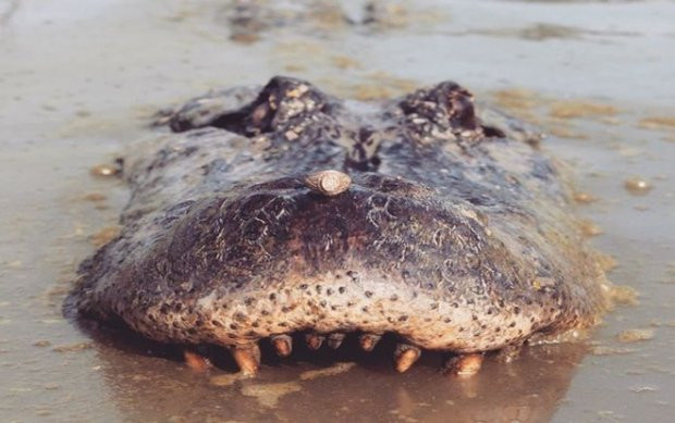 Tận mắt nữ sinh viên Mỹ mừng tốt nghiệp ĐH bằng xuống đầm lầy vờn cá sấu “khủng” ảnh 3