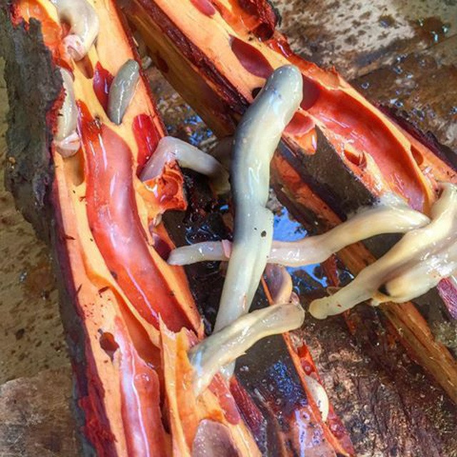 Du khách bắt sâu dài nửa mét lúc nhúc trong gỗ rồi cho ngay miệng thưởng thức ảnh 1