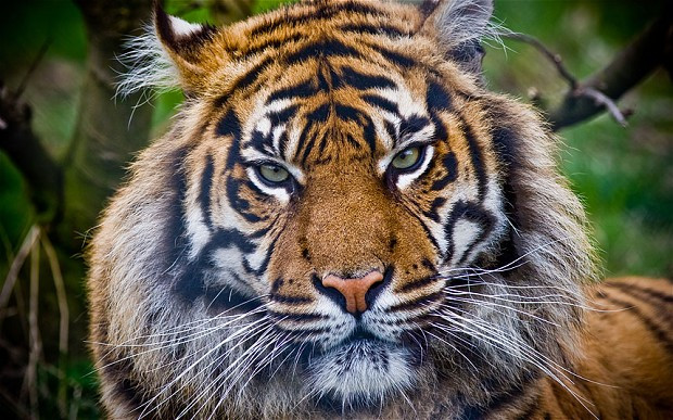 Indonesia: 5 người phải sống trên cây do hổ rình mò bên dưới ảnh 1