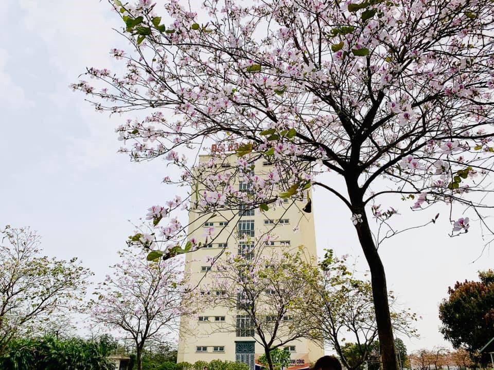 Những tọa độ “check in” đẹp mê mẩn tại Đại học Đại Nam ảnh 1