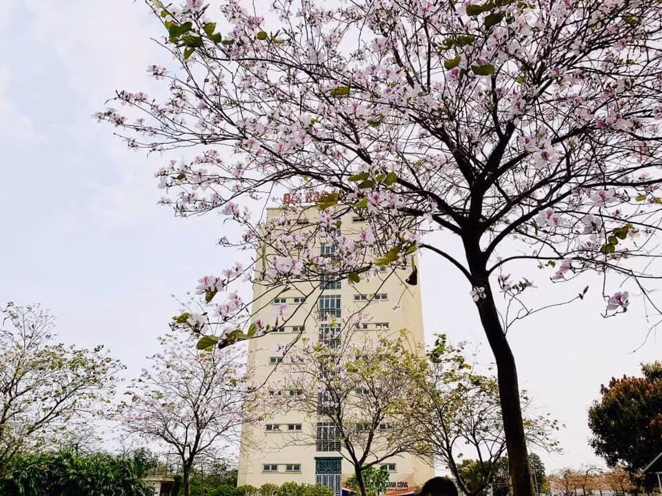 Những tọa độ “check in” đẹp mê mẩn tại Đại học Đại Nam ảnh 1