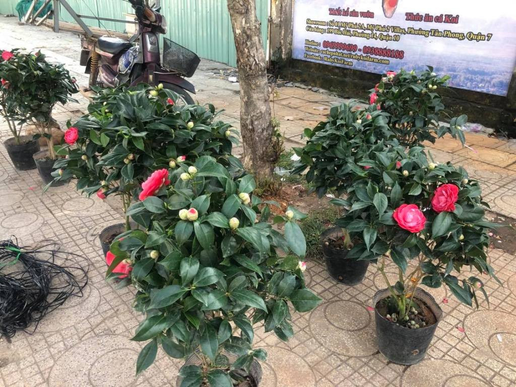 Vào mùa hoa tết, tiểu thương TPHCM 'vừa bán vừa thăm dò' ảnh 3