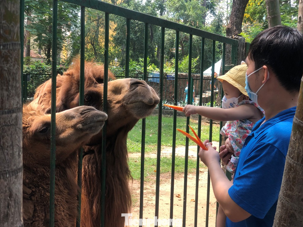 Du khách thích mê khi được vào chuồng ôm thú cho ăn ảnh 8