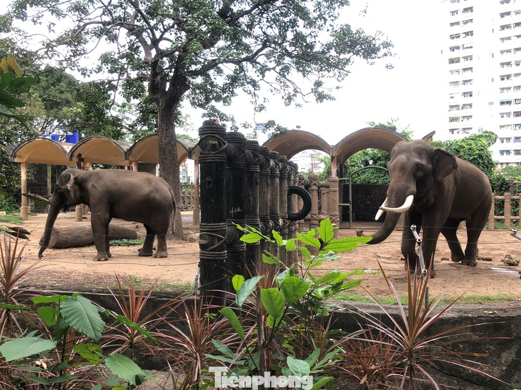 Du khách thích mê khi được vào chuồng ôm thú cho ăn ảnh 5