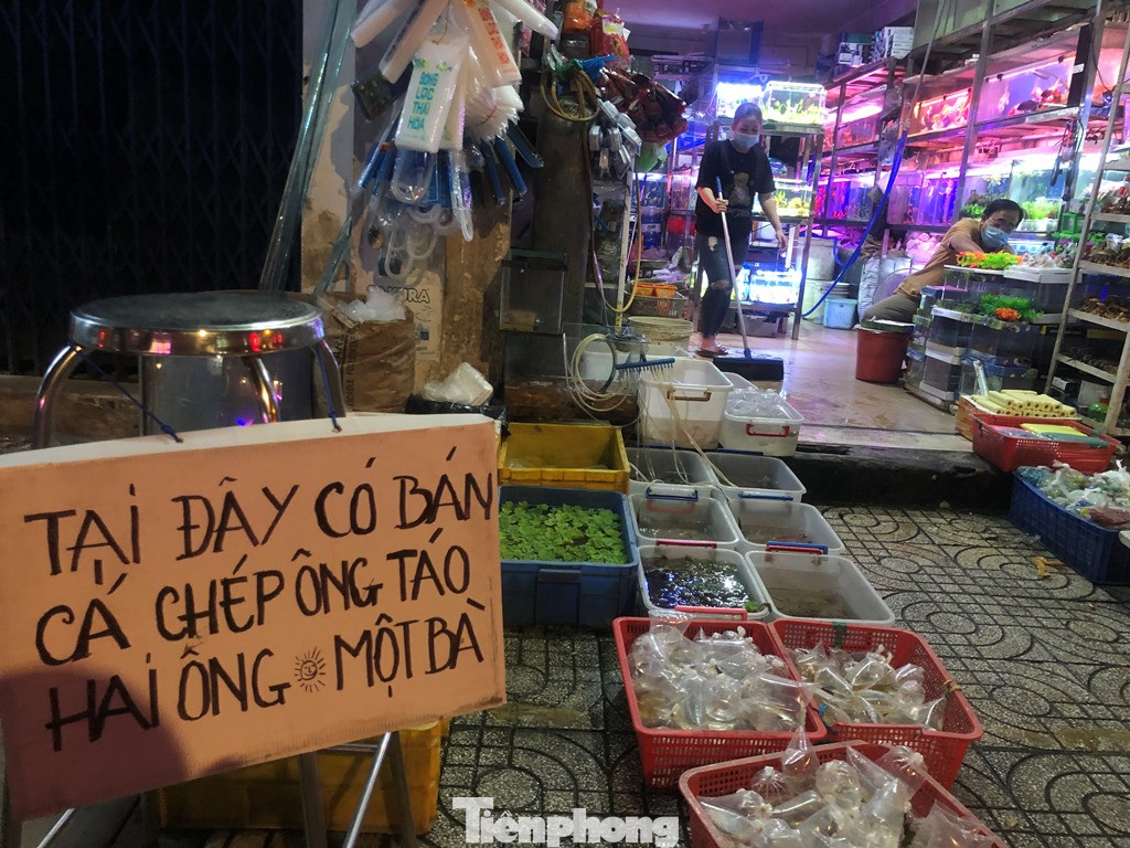 Tối muộn, người TPHCM tranh thủ mua cá chép cúng ông Táo ảnh 6