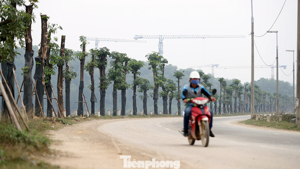 Hàng hoa sữa chuyển từ Hà Nội lên bãi rác Nam Sơn giờ ra sao? ảnh 9