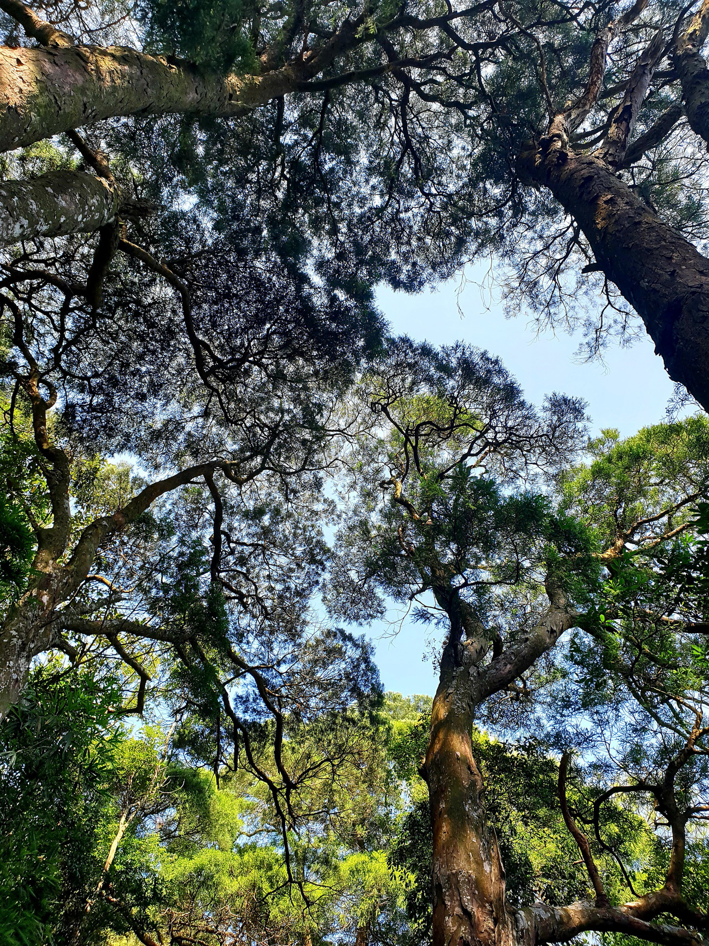 Bí ẩn linh mộc tụ khí thiêng Yên Tử ảnh 2