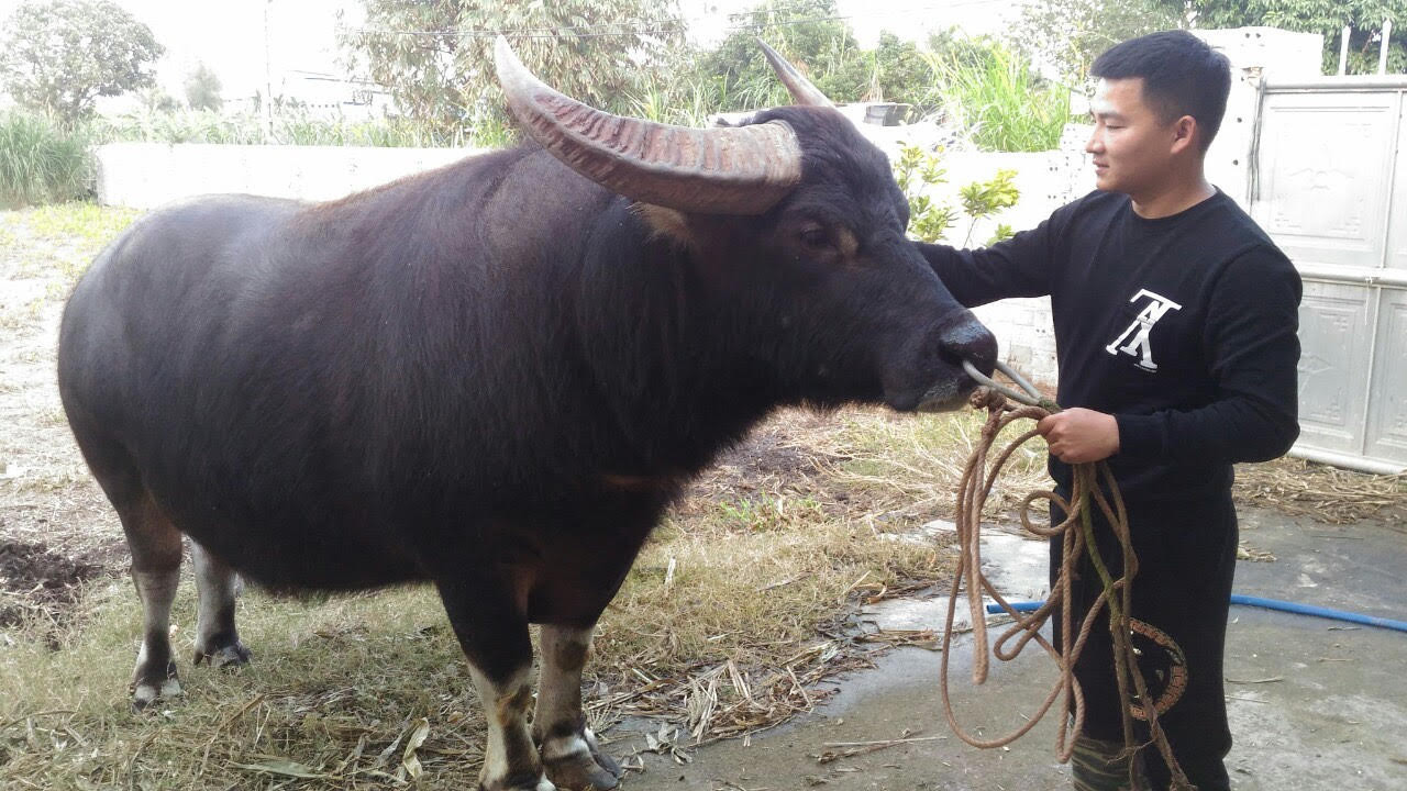 'Thiếu gia' nuôi trâu… chọi ảnh 1
