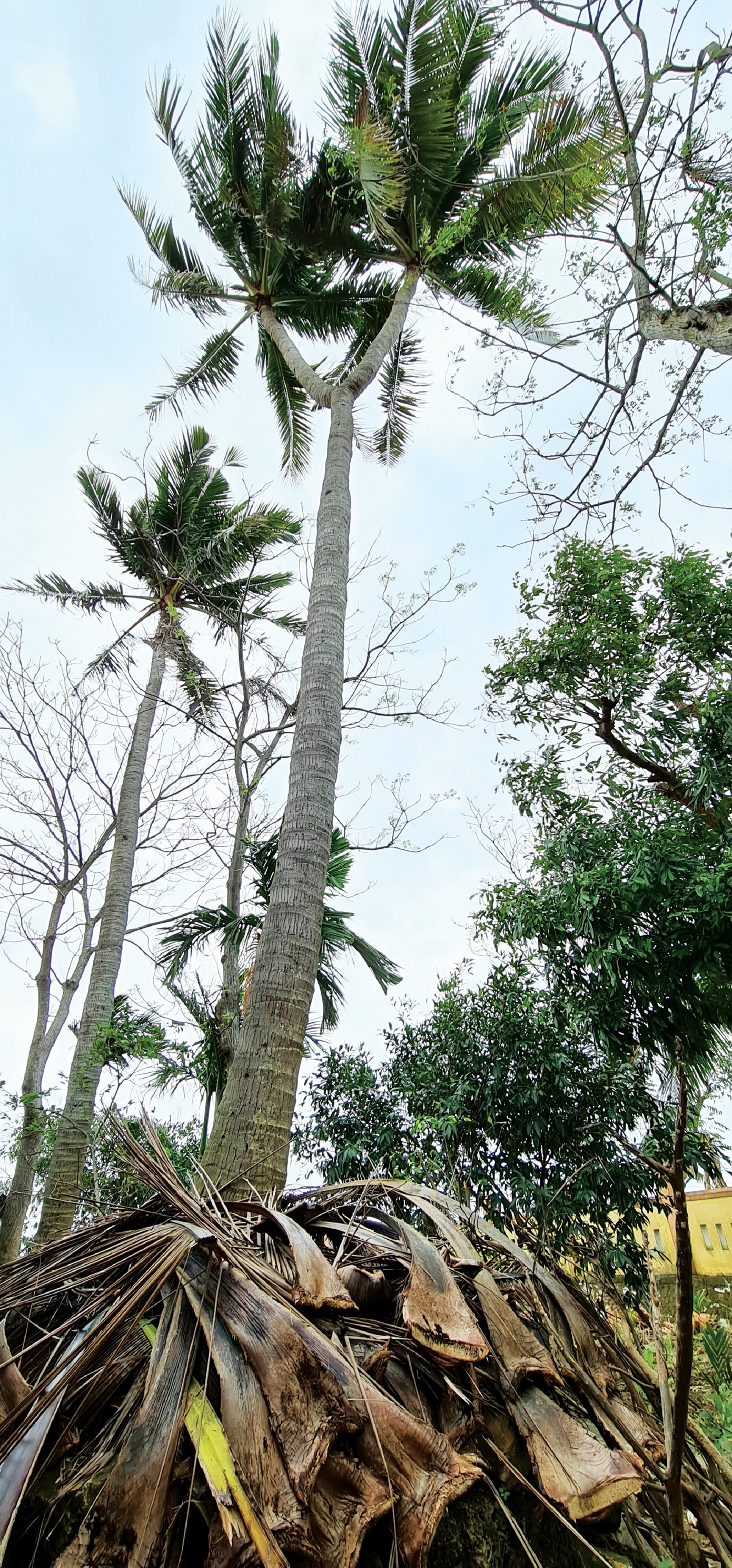 Cây dừa hai ngọn và ẩn ý một vùng đất ảnh 1